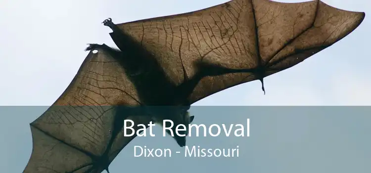 Bat Removal Dixon - Missouri