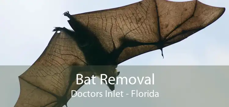 Bat Removal Doctors Inlet - Florida