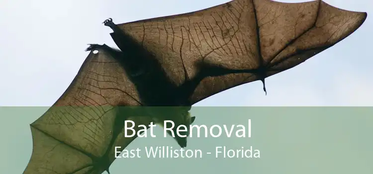 Bat Removal East Williston - Florida