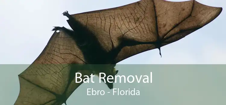 Bat Removal Ebro - Florida
