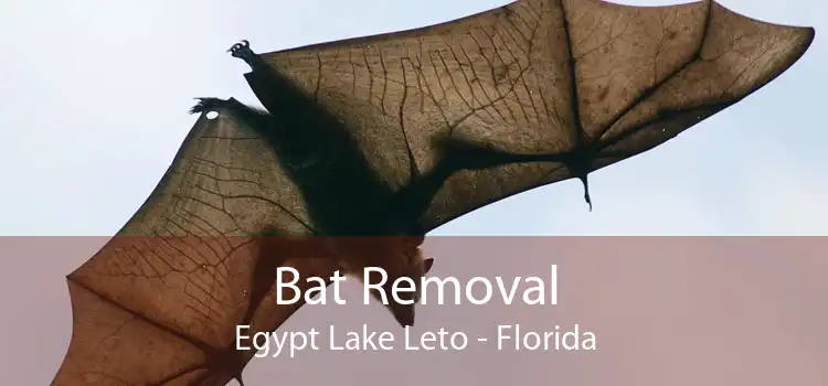 Bat Removal Egypt Lake Leto - Florida