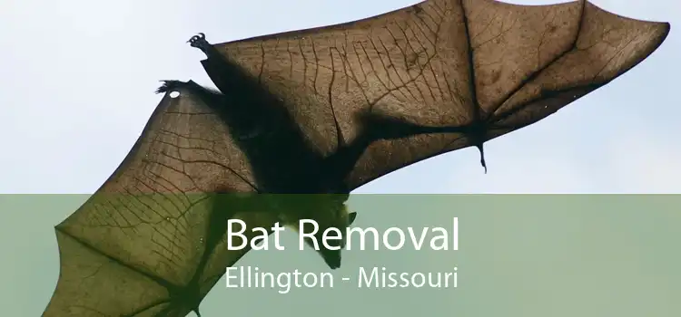 Bat Removal Ellington - Missouri