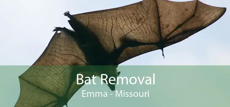 Bat Removal Emma - Missouri