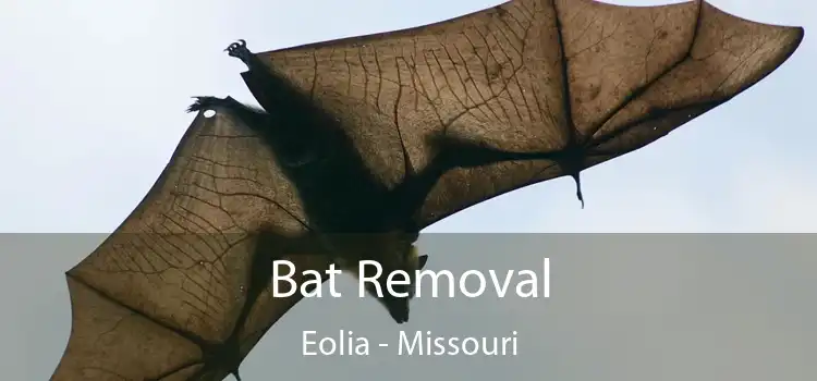 Bat Removal Eolia - Missouri