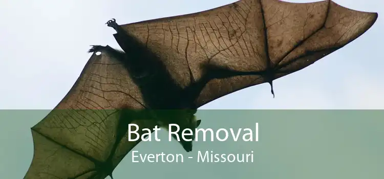 Bat Removal Everton - Missouri