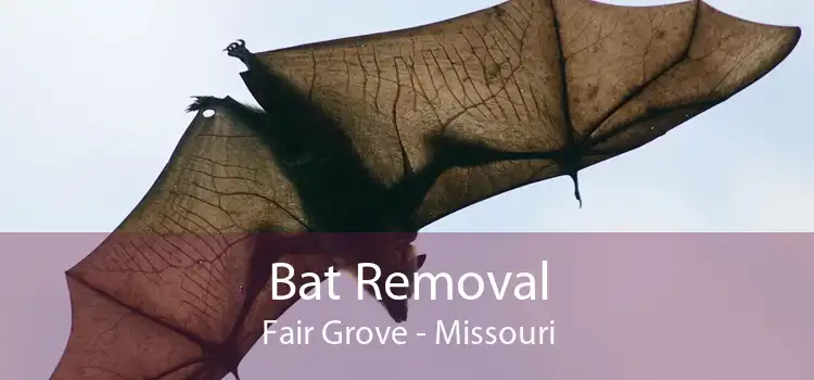 Bat Removal Fair Grove - Missouri