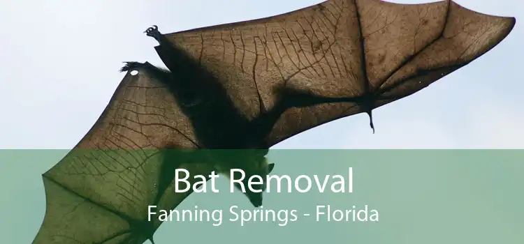 Bat Removal Fanning Springs - Florida