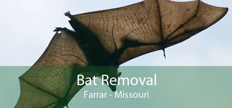 Bat Removal Farrar - Missouri