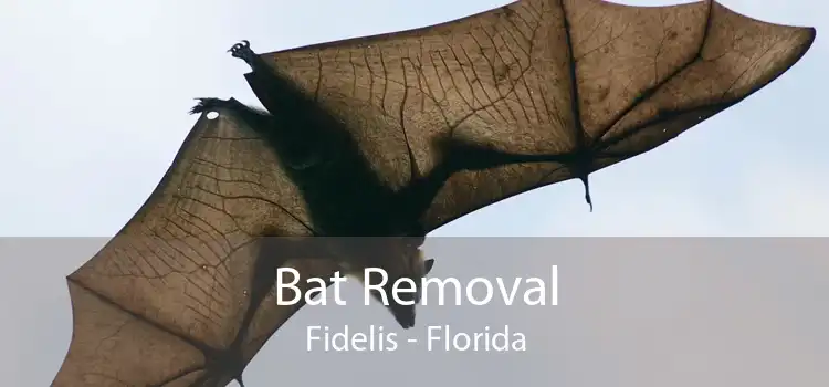 Bat Removal Fidelis - Florida