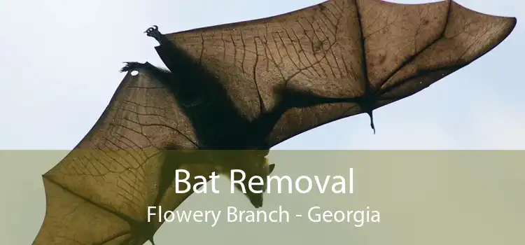 Bat Removal Flowery Branch - Georgia