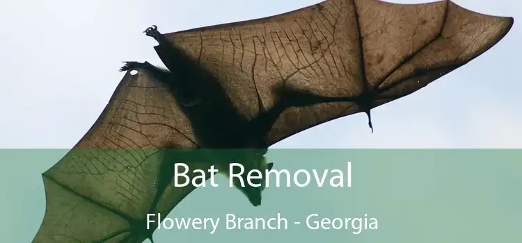 Bat Removal Flowery Branch - Georgia