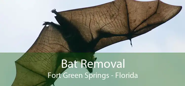 Bat Removal Fort Green Springs - Florida
