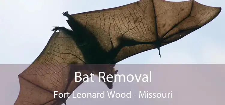 Bat Removal Fort Leonard Wood - Missouri