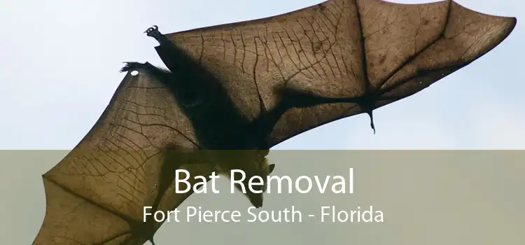 Bat Removal Fort Pierce South - Florida