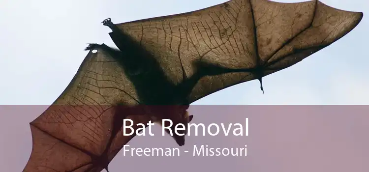 Bat Removal Freeman - Missouri