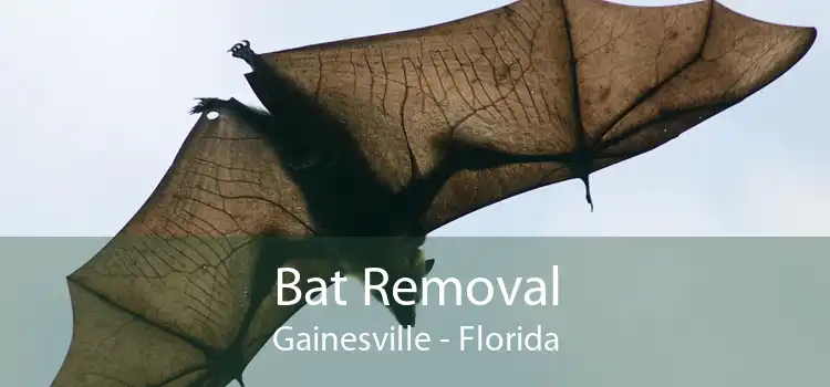 Bat Removal Gainesville - Florida