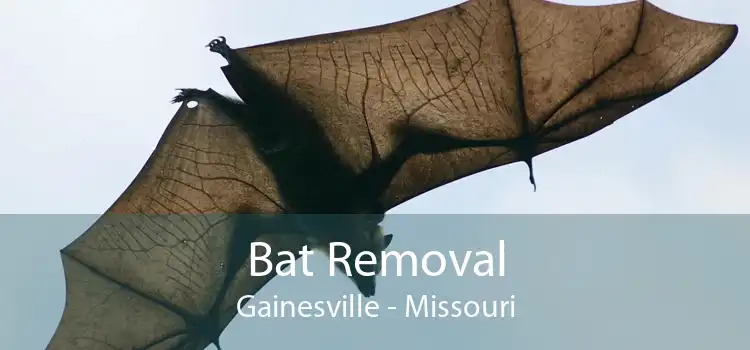 Bat Removal Gainesville - Missouri