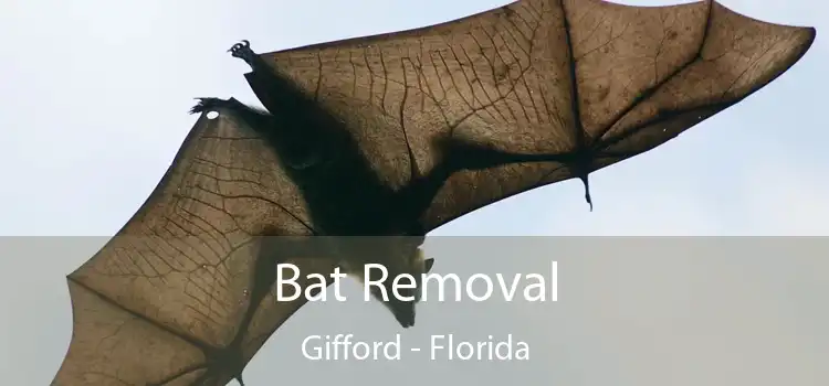 Bat Removal Gifford - Florida