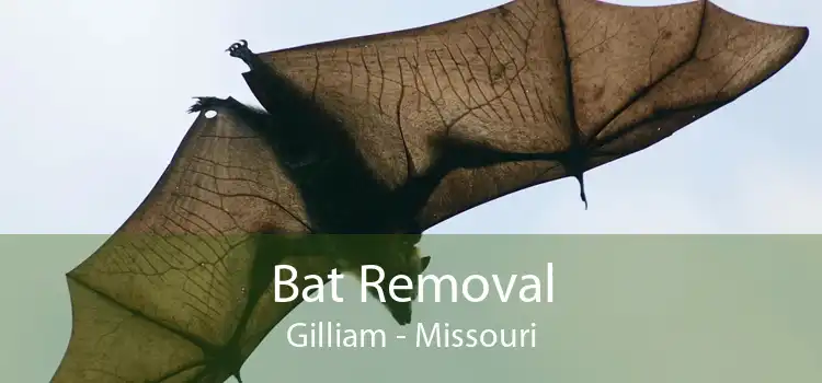 Bat Removal Gilliam - Missouri