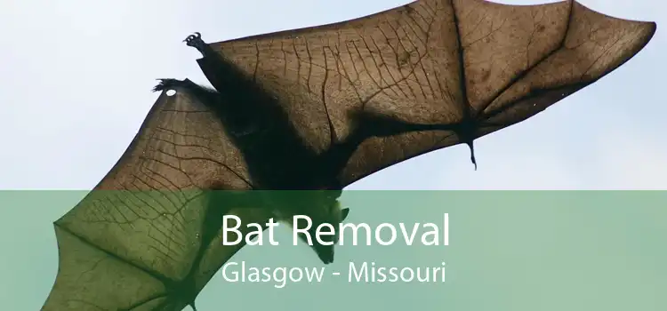 Bat Removal Glasgow - Missouri
