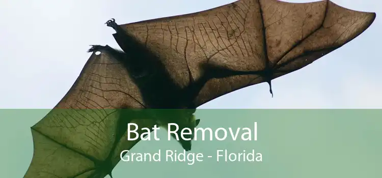 Bat Removal Grand Ridge - Florida