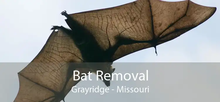 Bat Removal Grayridge - Missouri