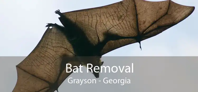 Bat Removal Grayson - Georgia