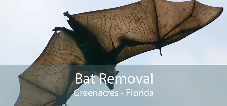 Bat Removal Greenacres - Florida