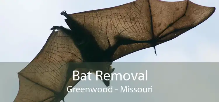 Bat Removal Greenwood - Missouri