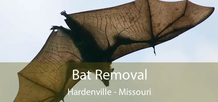 Bat Removal Hardenville - Missouri