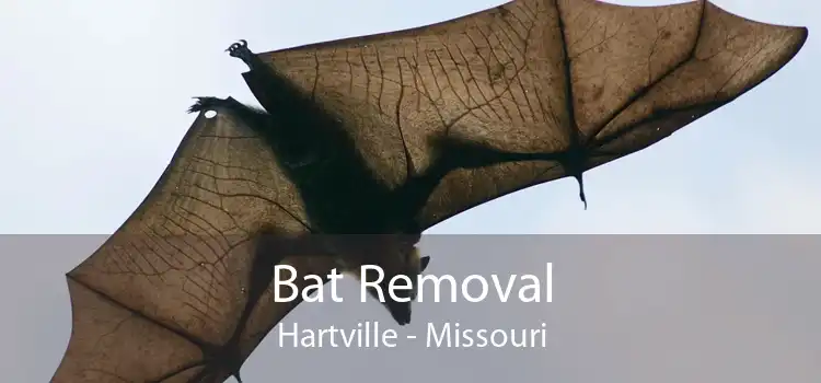 Bat Removal Hartville - Missouri