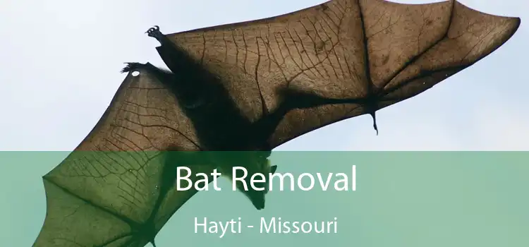 Bat Removal Hayti - Missouri