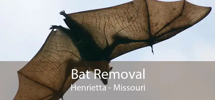 Bat Removal Henrietta - Missouri