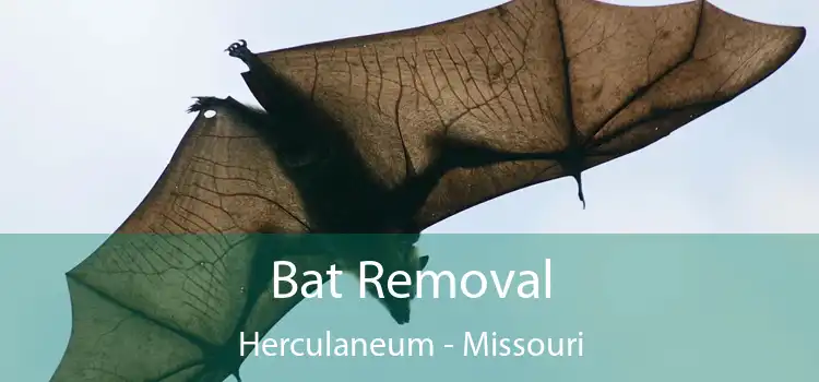 Bat Removal Herculaneum - Missouri