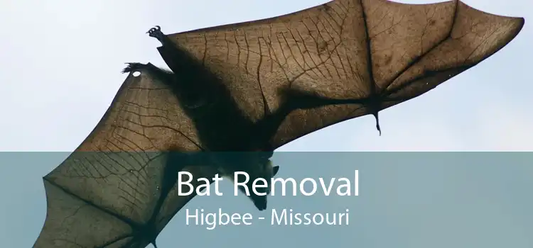 Bat Removal Higbee - Missouri