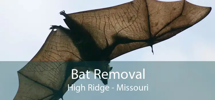 Bat Removal High Ridge - Missouri
