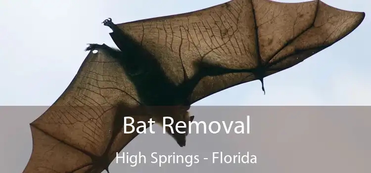Bat Removal High Springs - Florida