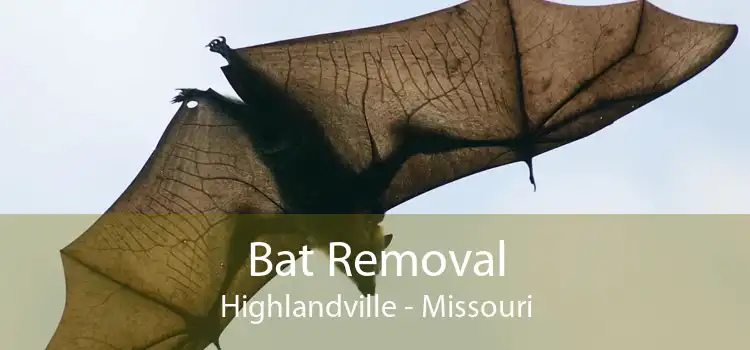 Bat Removal Highlandville - Missouri