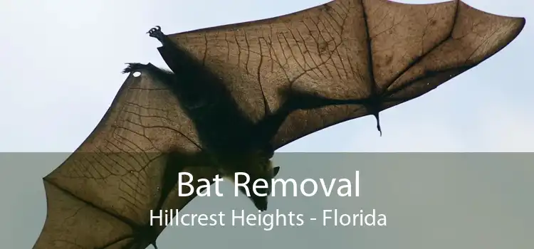 Bat Removal Hillcrest Heights - Florida