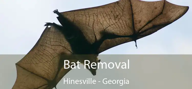 Bat Removal Hinesville - Georgia