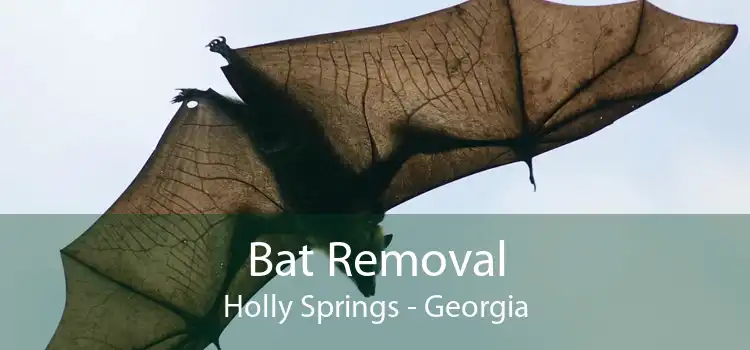 Bat Removal Holly Springs - Georgia