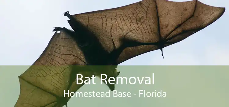 Bat Removal Homestead Base - Florida