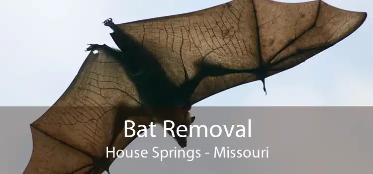 Bat Removal House Springs - Missouri