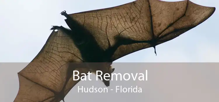 Bat Removal Hudson - Florida