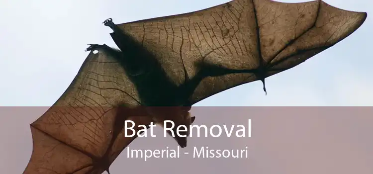 Bat Removal Imperial - Missouri