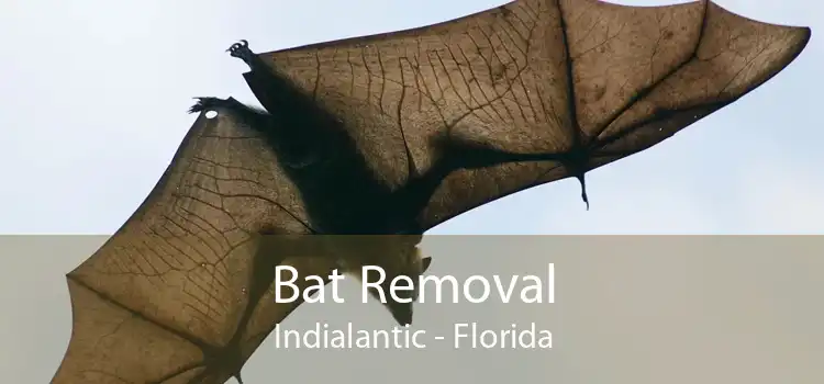 Bat Removal Indialantic - Florida