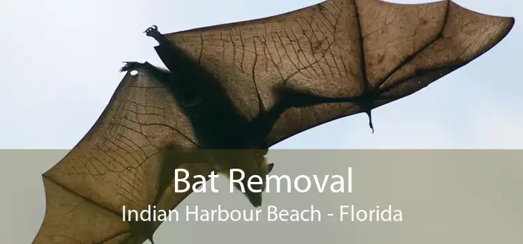 Bat Removal Indian Harbour Beach - Florida