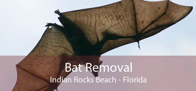 Bat Removal Indian Rocks Beach - Florida