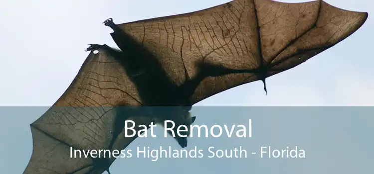 Bat Removal Inverness Highlands South - Florida