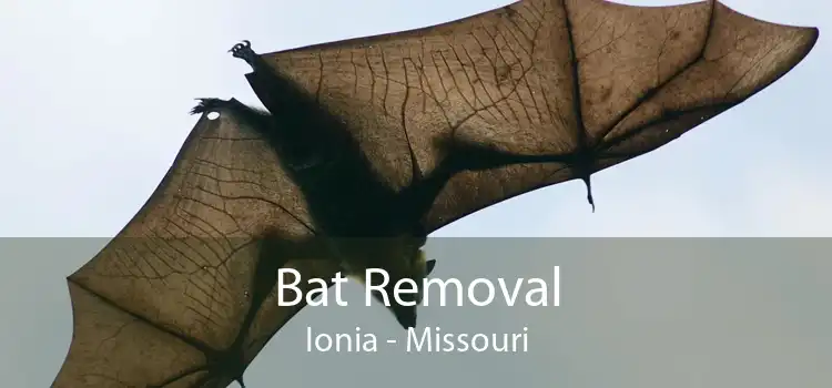 Bat Removal Ionia - Missouri